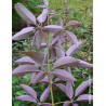 VITEX agnus-castus FLIP SIDE®