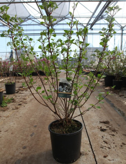 VIBURNUM plicatum GRANDIFLORUM® En pot de 12-15 litres