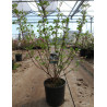 VIBURNUM plicatum GRANDIFLORUM® En pot de 12-15 litres