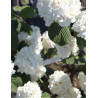 VIBURNUM plicatum GRANDIFLORUM®