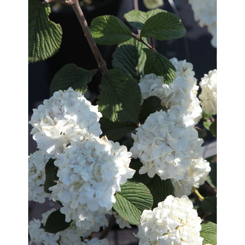 VIBURNUM plicatum GRANDIFLORUM®