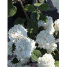 VIBURNUM plicatum GRANDIFLORUM®