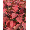 VIBURNUM plicatum GRANDIFLORUM®