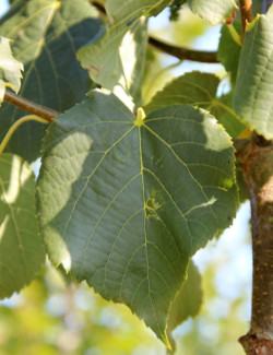 TILIA flavescens GLENLEVEN