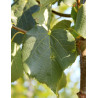 TILIA flavescens GLENLEVEN