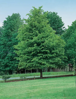 TILIA flavescens GLENLEVEN