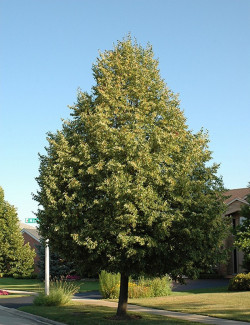 TILIA flavescens GLENLEVEN