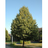 TILIA flavescens GLENLEVEN