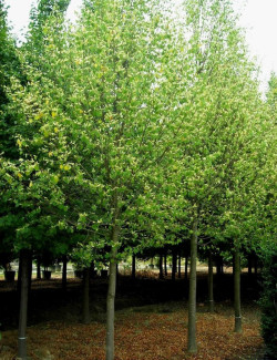 TILIA europaea PALLIDA