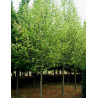 TILIA europaea PALLIDA