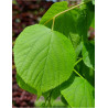 TILIA europaea PALLIDA