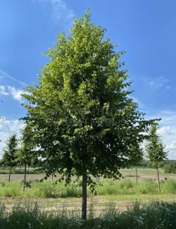 TILIA europaea PALLIDA