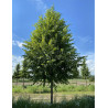 TILIA europaea PALLIDA