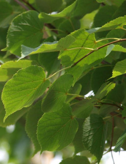 TILIA cordata ROELVO