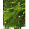 TILIA cordata ROELVO