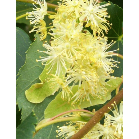 TILIA cordata ROELVO
