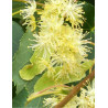 TILIA cordata ROELVO