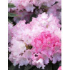 RHODODENDRON SILBERWOLKE