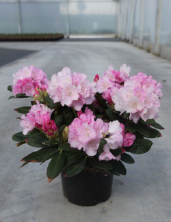 RHODODENDRON SILBERWOLKE En pot de 4-5 litres