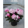 RHODODENDRON SILBERWOLKE En pot de 4-5 litres