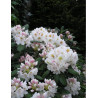 RHODODENDRON PORZELLAN