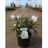 RHODODENDRON PORZELLAN En pot de 4-5 litres