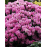 RHODODENDRON KALINKA