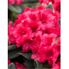RHODODENDRON DOPEY