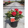 RHODODENDRON DOPEY En pot de 4-5 litres
