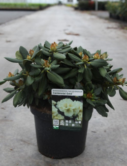 RHODODENDRON CENTENNIAL GOLD En pot de 4-5 litres