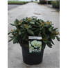 RHODODENDRON CENTENNIAL GOLD En pot de 4-5 litres
