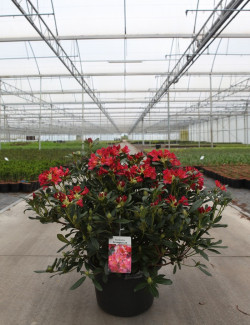 RHODODENDRON SCYPHOCALYX En pot de 15-20 litres