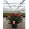 RHODODENDRON SCYPHOCALYX En pot de 15-20 litres