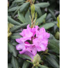 RHODODENDRON ROSEUM ELEGANS