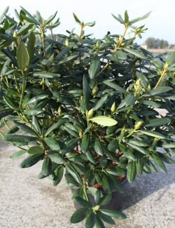 RHODODENDRON ROSEUM ELEGANS En pot de 15-20 litres
