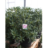 RHODODENDRON ROSEUM ELEGANS En pot de 35-50 litres