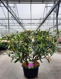 RHODODENDRON PONTICUM En pot de 35-50 litres