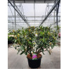 RHODODENDRON PONTICUM En pot de 35-50 litres