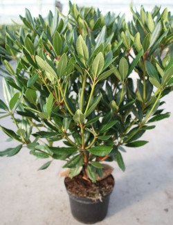 RHODODENDRON PONTICUM En pot de 4-5 litres