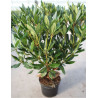 RHODODENDRON PONTICUM En pot de 4-5 litres