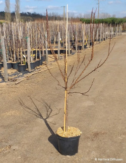 ABRICOTIER En pot de 10-12 litres forme gobelet