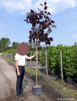 ACER platanoides CRIMSON KING En pot de 25-30 litres forme tige hauteur du tronc 180-200 cm