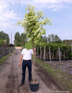 ACER platanoides DRUMMONDII En pot de 25-30 litres forme tige hauteur du tronc 180-200 cm