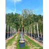 BETULA verrucosa YOUNGII En pot 25-30 litres forme tige hauteur du tronc 180-200 cm