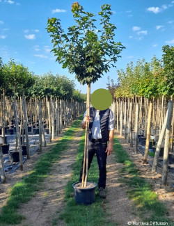 ACER platanoides GLOBOSUM En pot de 25-30 litres forme tige hauteur du tronc 180-200 cm