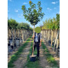 ACER platanoides GLOBOSUM En pot de 25-30 litres forme tige hauteur du tronc 180-200 cm