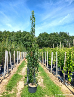 CARPINUS betulus FASTIGIATA En pot de 25-30 litres forme baliveau