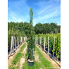 CARPINUS betulus FASTIGIATA En pot de 25-30 litres forme baliveau