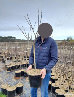 CERISIER En pot de 10-12 litres forme gobelet