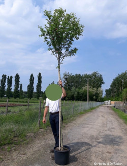 CRATAEGUS laevigata PAUL'S SCARLET En pot de 25-30 litres forme tige hauteur du tronc 180-200 cm